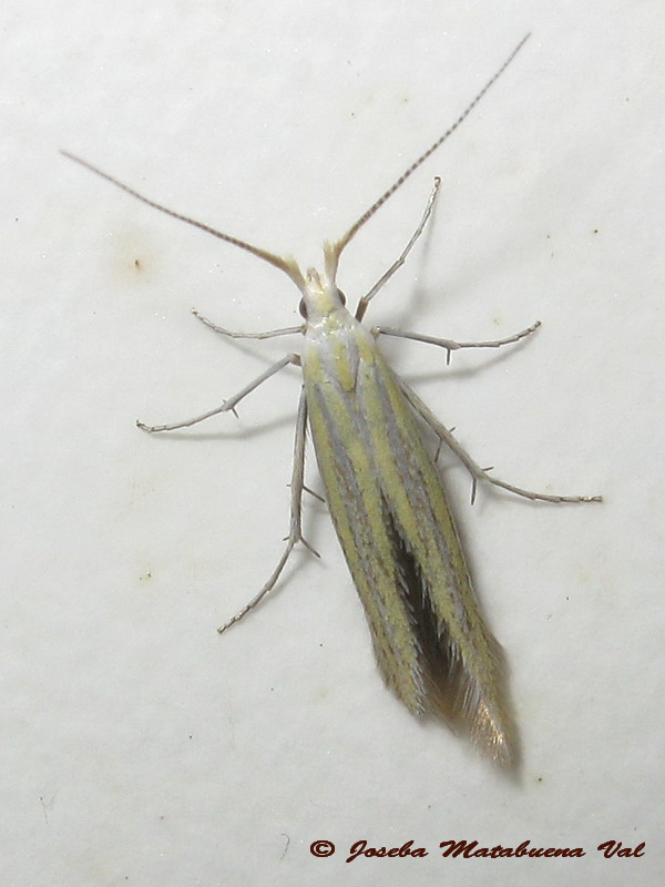 Coleophora sp. - Coleophoridae ?